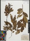 Foto von Salix pentandra L.